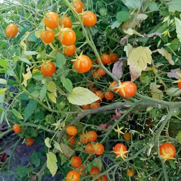 Tomato 'Microberry'