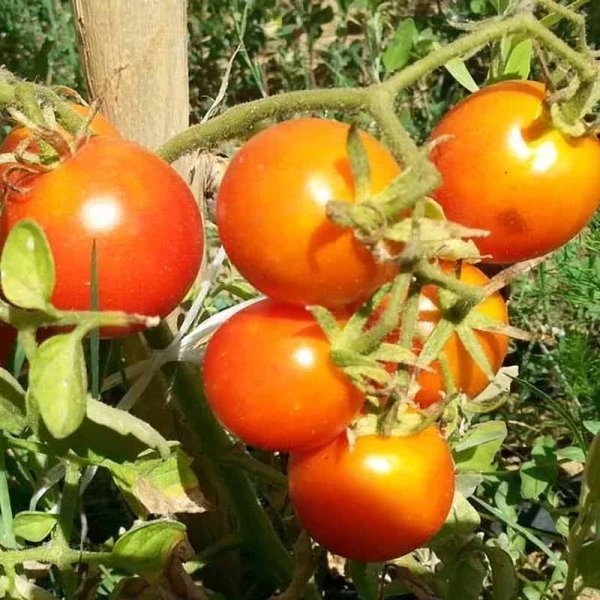 Tomato 'Balkonstar'