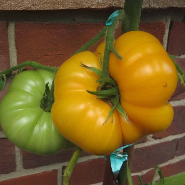 Tomato 'Brandywine Yellow'