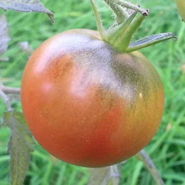 Tomato 'Purple Cherokee'