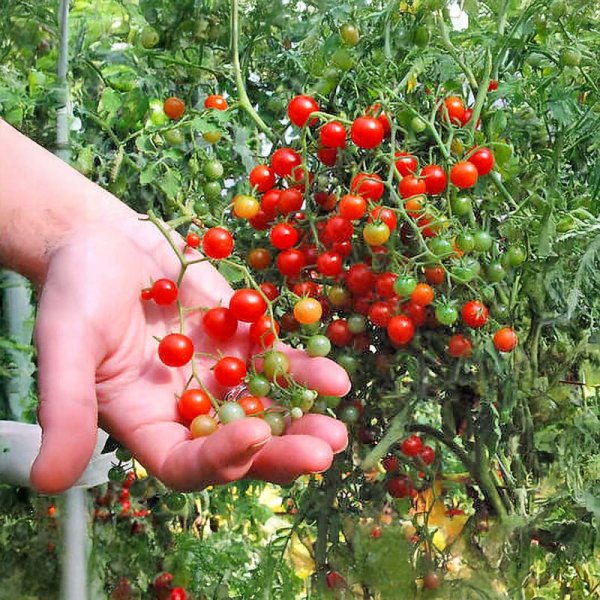 Tomato 'Currant Sweet Pea'