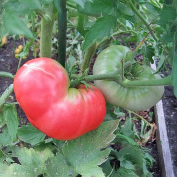 Tomato 'Ponderosa Pink'