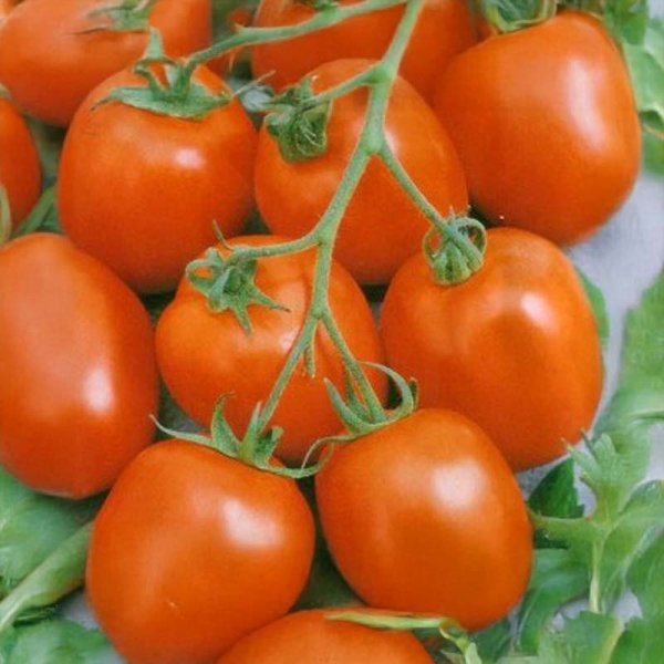 Tomato 'Zömök'
