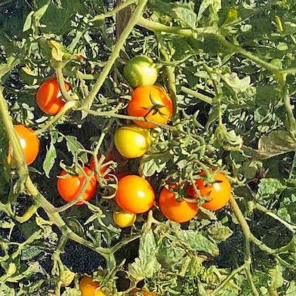 Tomato 'Sun Drop'