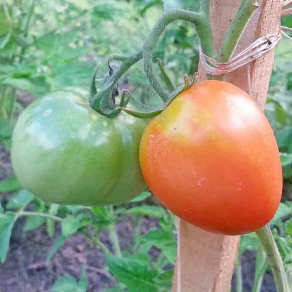 Tomato 'Calypso'