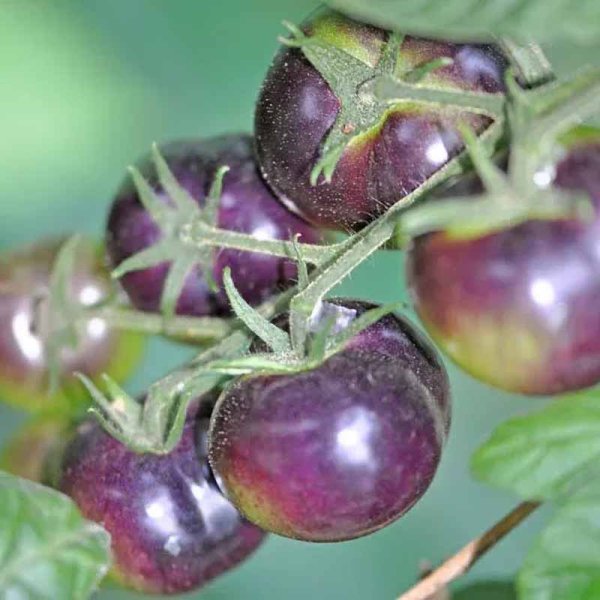 Tomato 'Blueberry'
