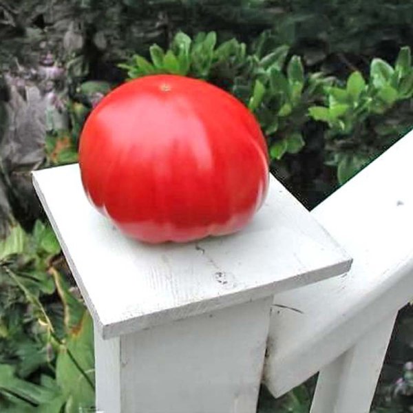 Tomato 'Gigante Johnson'