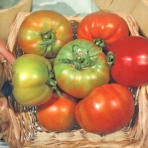 Tomato 'Licatese'