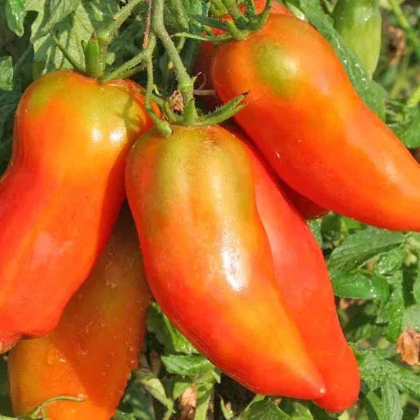 Tomato 'San Marzano Sactalone'