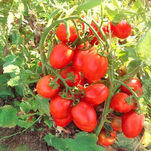 Tomato 'Petomech'