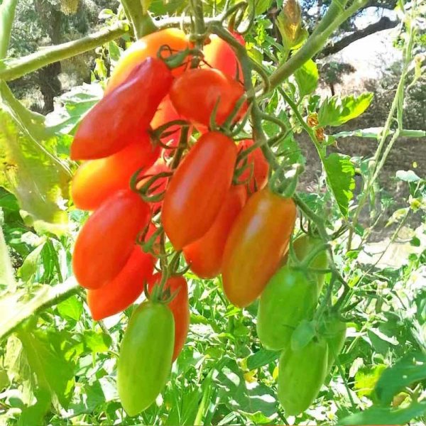 Tomato 'San Marzano Mini'