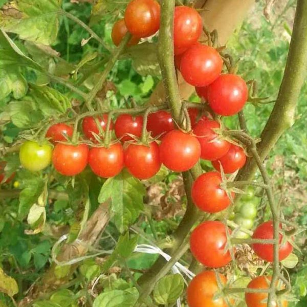 Tomato 'Schlossgarten Cherry'