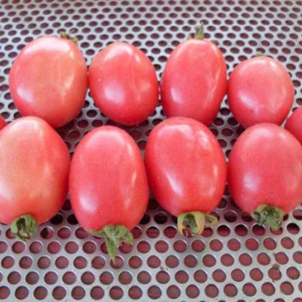 Tomato 'Pink Thai Egg'