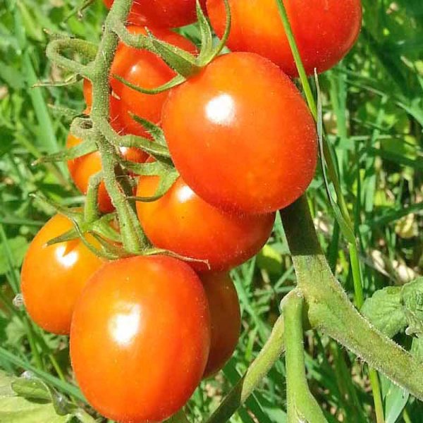 Tomato 'Mallorquin'