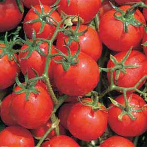Tomato 'Davis UC 82'