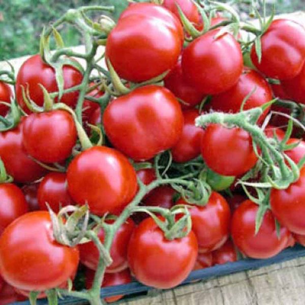 Tomato 'Tondino Maremmano'