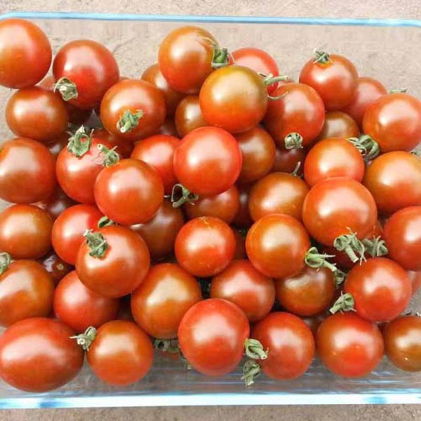 Tomato 'Black zebra min'