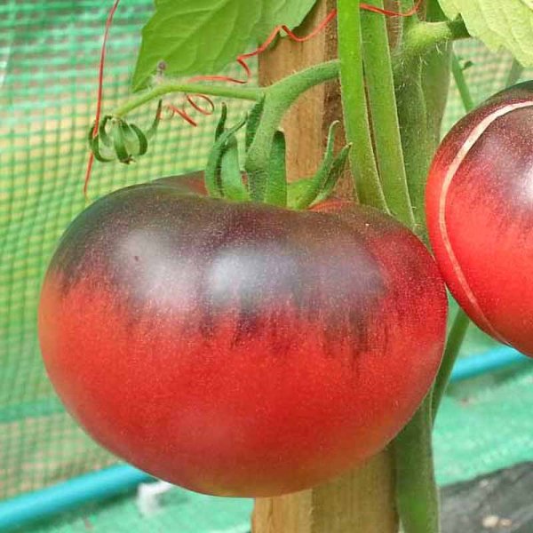 Tomato 'Indigo blue beauty'