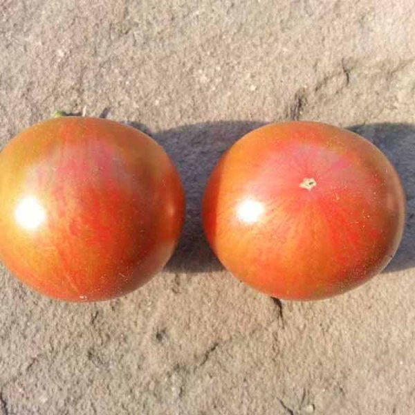 Tomato 'Artisan Purple Bumble Bee'