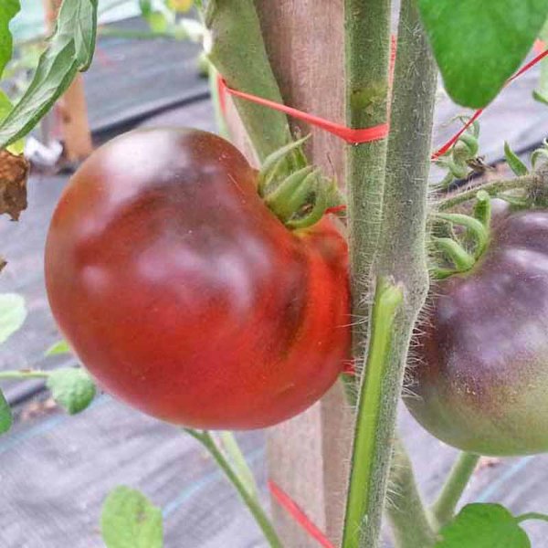 Tomato 'Indigo Apple'