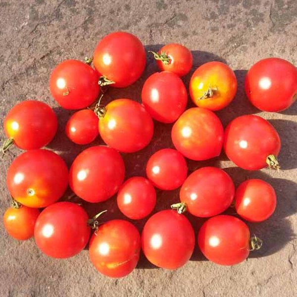 Tomato 'Red alert'