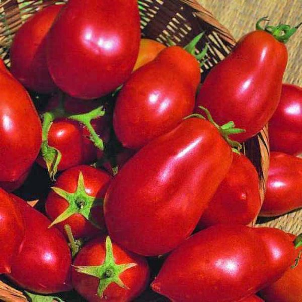 Tomato 'San Marzano Red Plum'