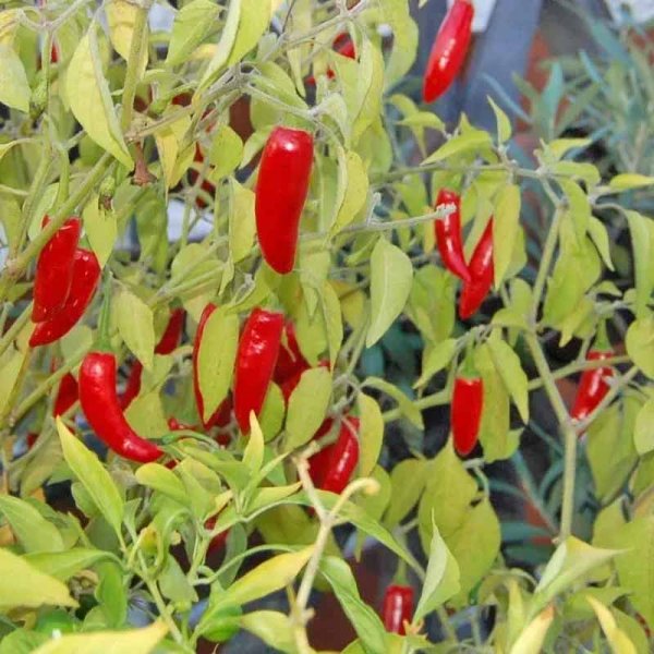Chili Pepper 'Serrano'