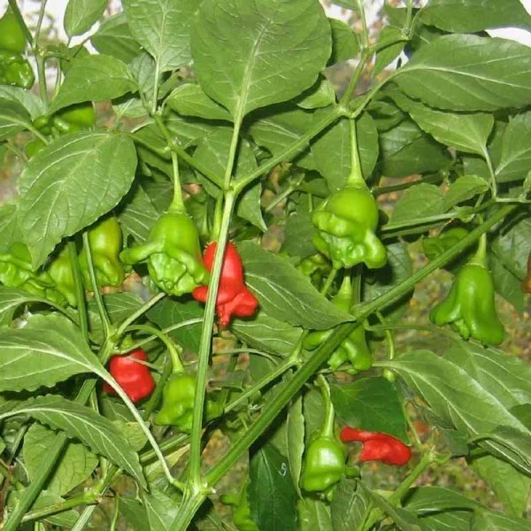 Chili Pepper 'Scotch Bonnet'