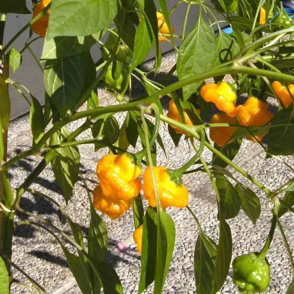 Chili Pepper 'Scotch Bonnet Yellow'