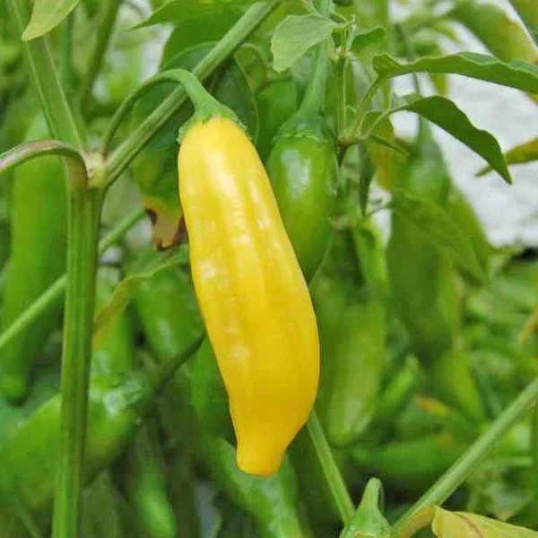 Chili Pepper 'Lemon drop'