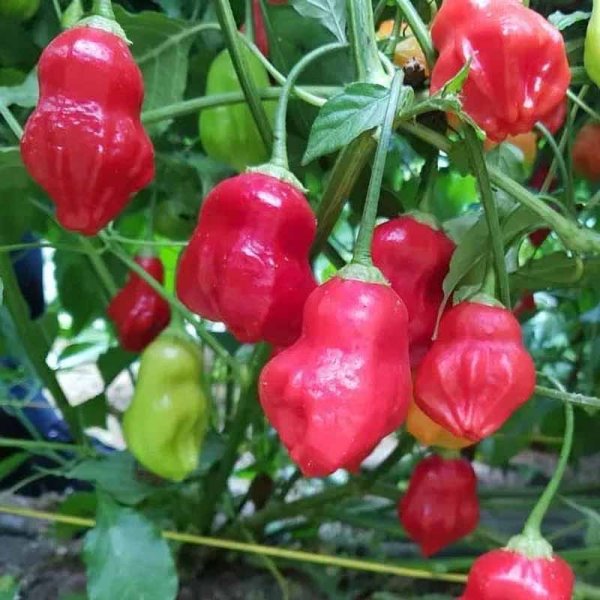 Chili Pepper 'Rainforest'