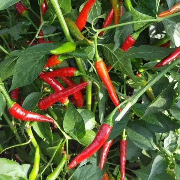 Chili Pepper 'Thai Dragon'