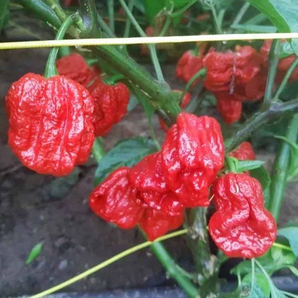 Chili Pepper '7 Pod Jonah'