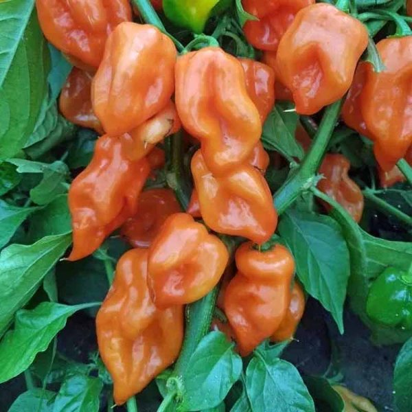Chili Pepper 'Habanero Mexican Orange'