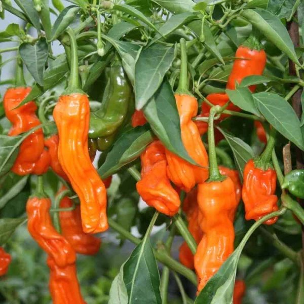 Chili Pepper 'Peter Pepper Orange'