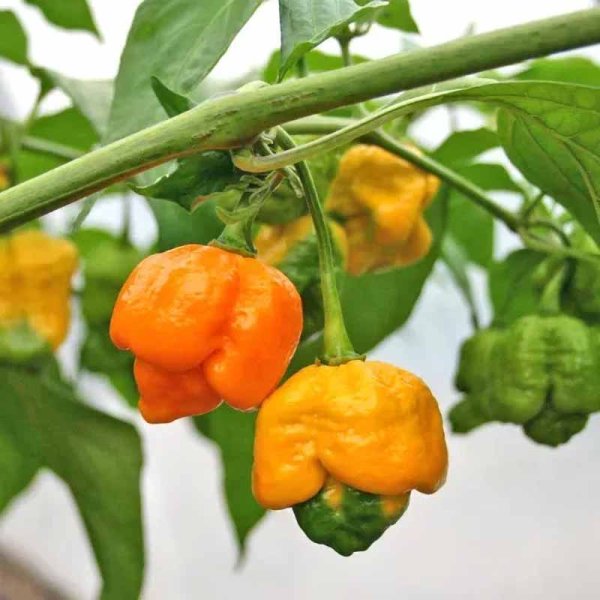 Chili Pepper '7 Pod Yellow'