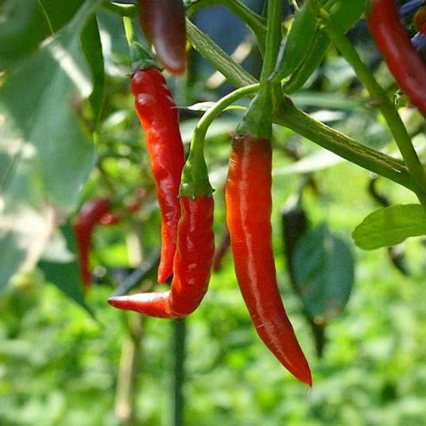 Chili Pepper 'De Árbol'