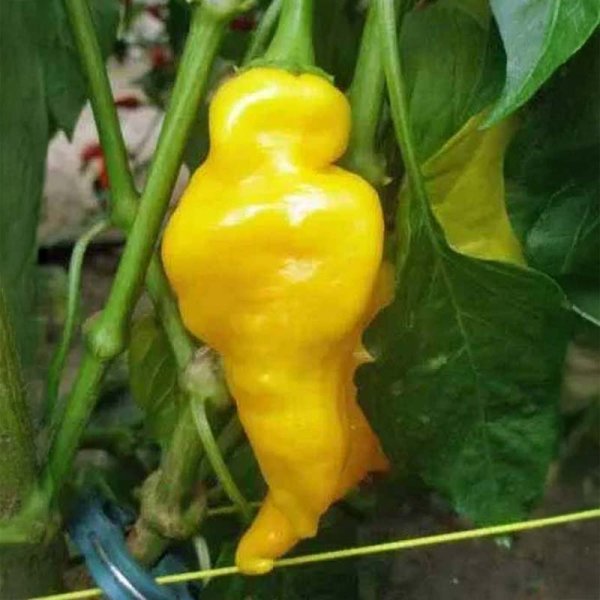 Chili Pepper 'Monkey Face'