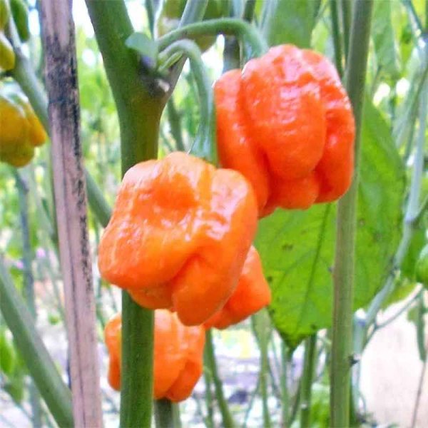 Chili Pepper 'Trinidad Scorpion Moruga'