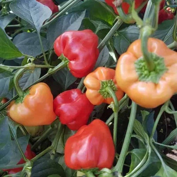 Chili Pepper 'Hot Apple'