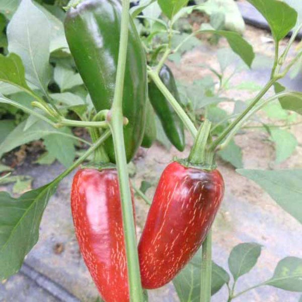 Chili Pepper 'Biker Bills Jalapeno'