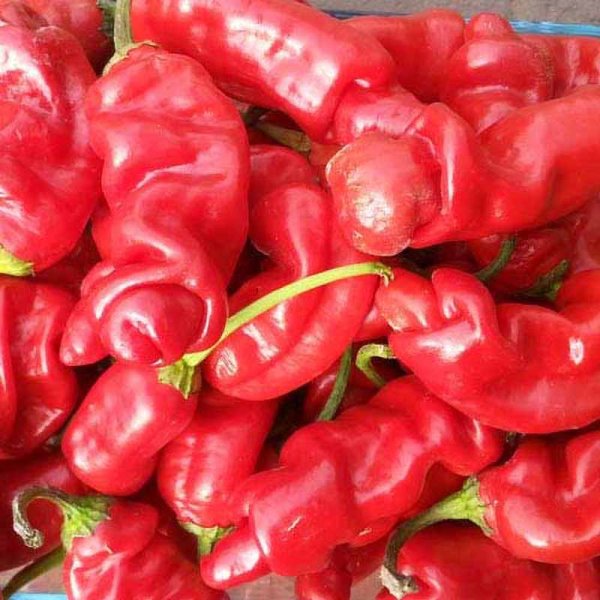 Chili 'Peter Pepper' Röd