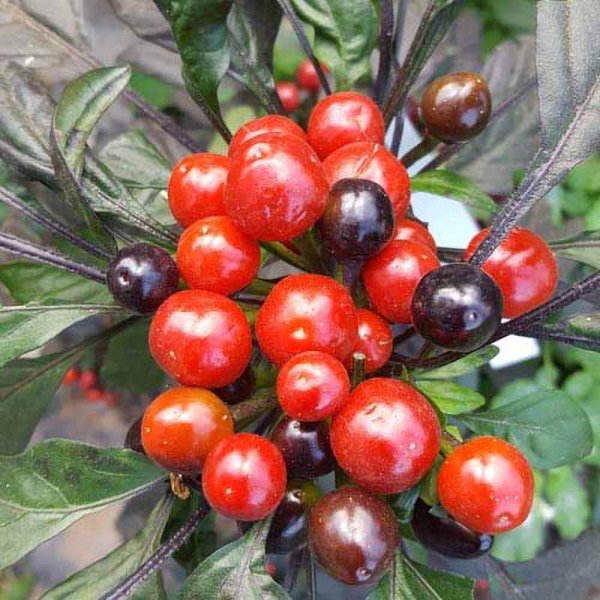 Chili Pepper 'Black Pearl'