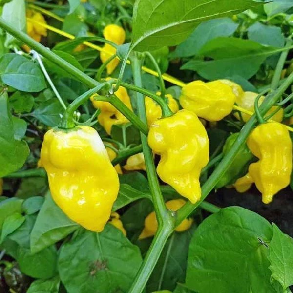 Chili Pepper 'Habanero hot lemon'