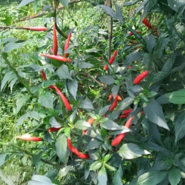 Chili Pepper 'Demon Red'