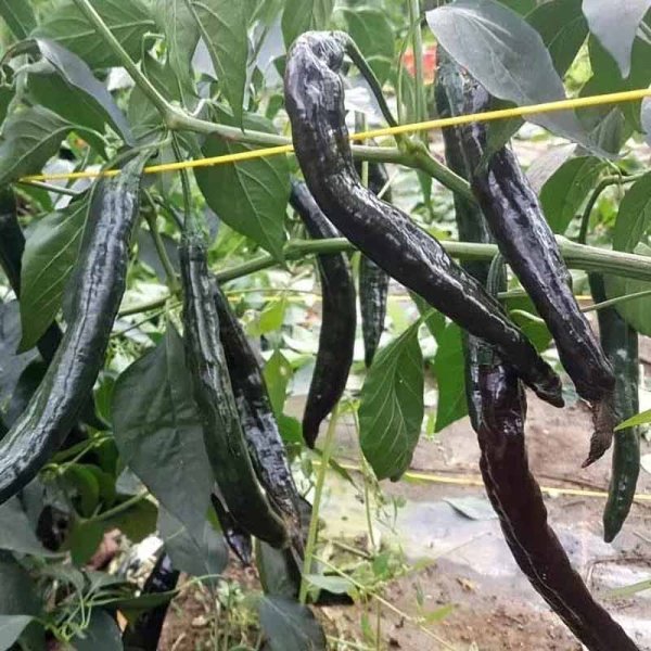 Chili Pepper 'Pasilla Bajio'
