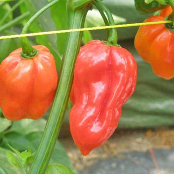Chili Pepper 'Habanero Caribbean Red'