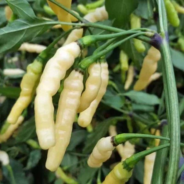 Chili Pepper 'Aribibi Gusano'