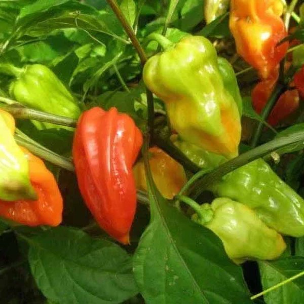Chili Pepper 'Bih Jolokia - Mini Bhut'