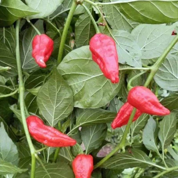 Chili Pepper 'Naga Morich Spain Strain'
